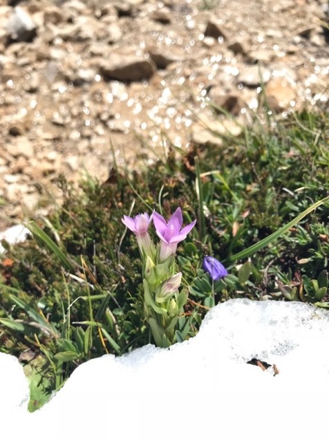 Fiore di montagna